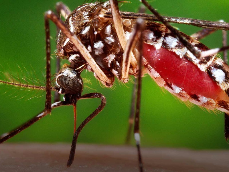 Nayarit es el estado con más probabilidad de contraer dengue