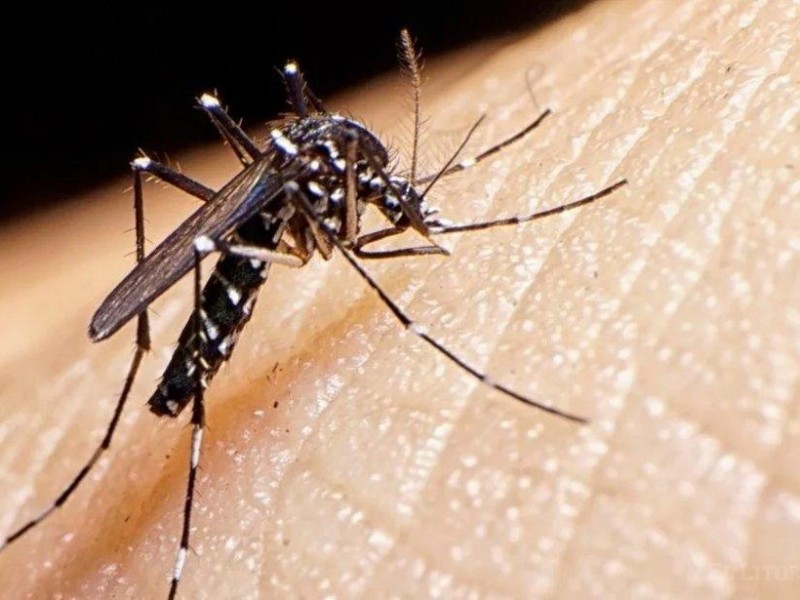Nayarit llega a los 201 casos de dengue