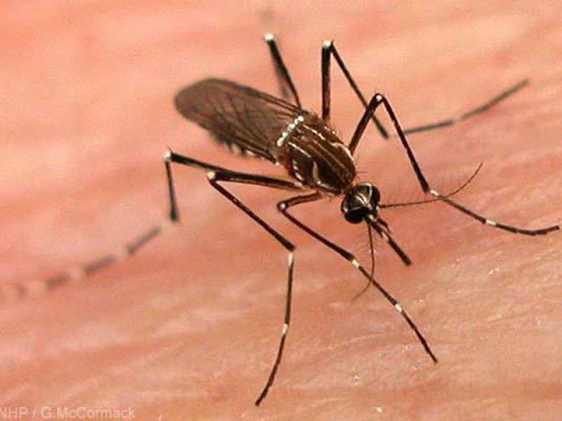 Nayarit mantiene la cifra de 13 casos de dengue