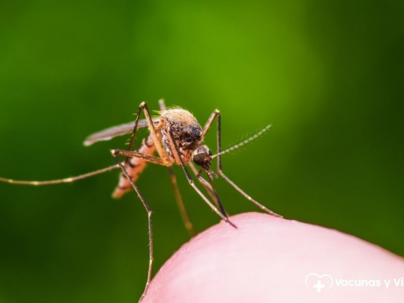 Nayarit mantiene una disminución del 93% en casos de dengue