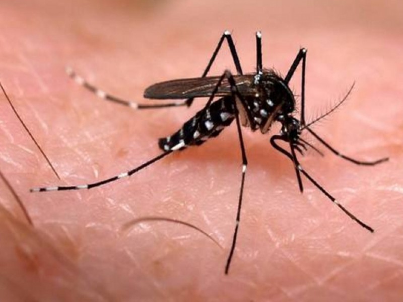 Nayarit registra 382 casos de dengue