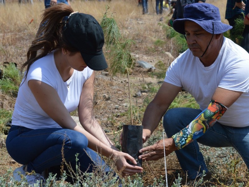 Nayarit registra 73% de éxito en reforestaciones