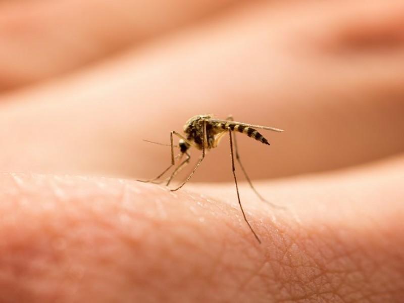 Nayarit registra primer caso de dengue en 2021