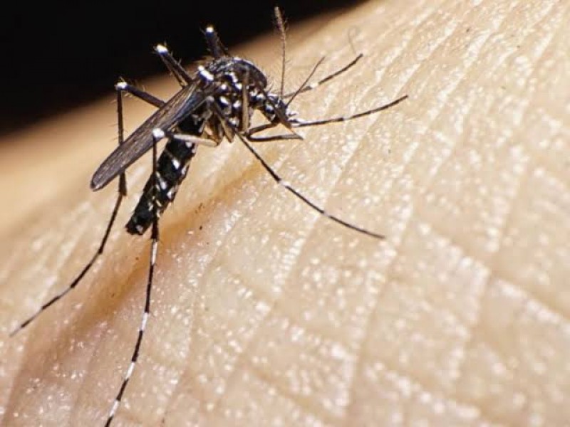 Nayarit se ubica entre los 5 estados con mayor dengue