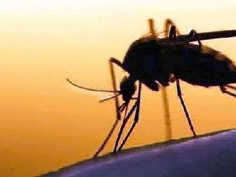 Nayarit, segundo estado con mayor incidencia de dengue