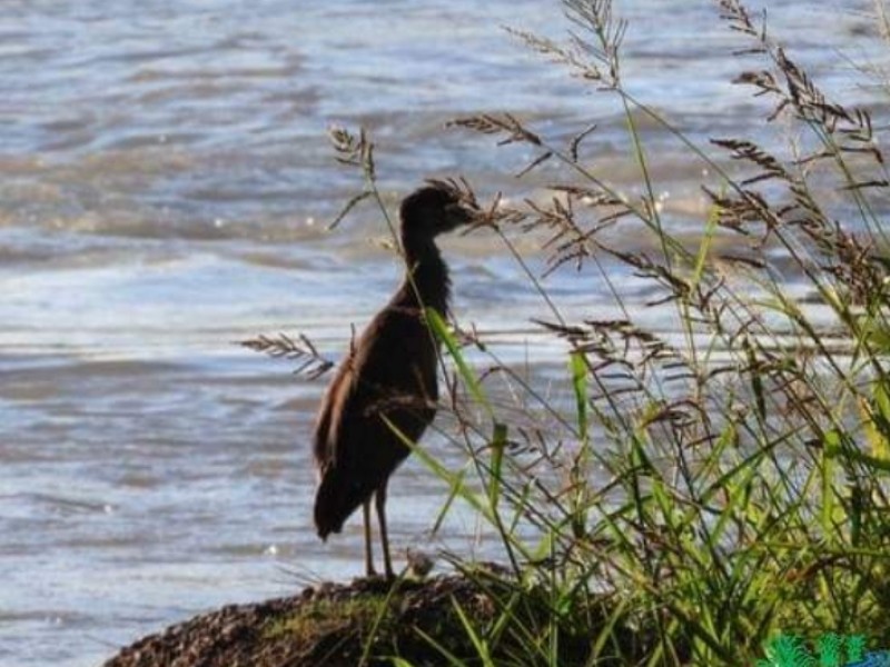 Nazas, el segundo río con mayor biodiversidad del mundo