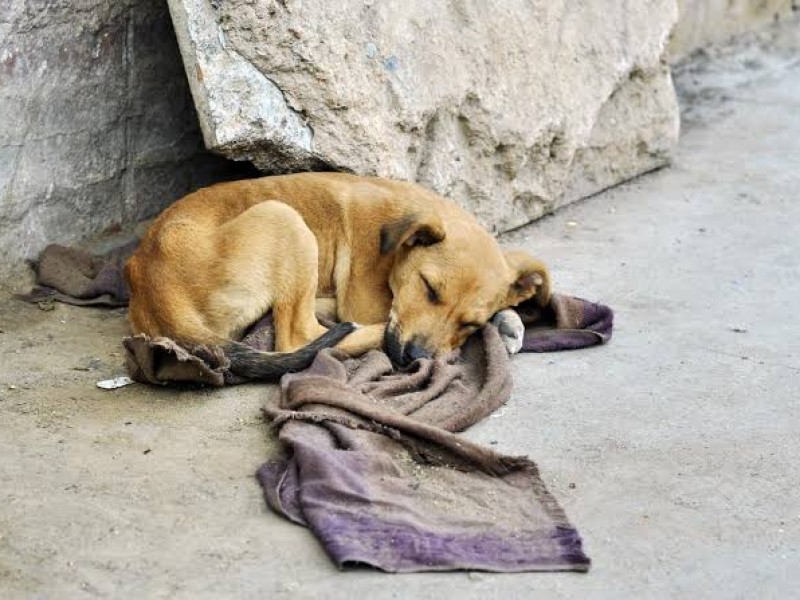 Necesaria aplicación de justicia para frenar maltrato y abandono animal