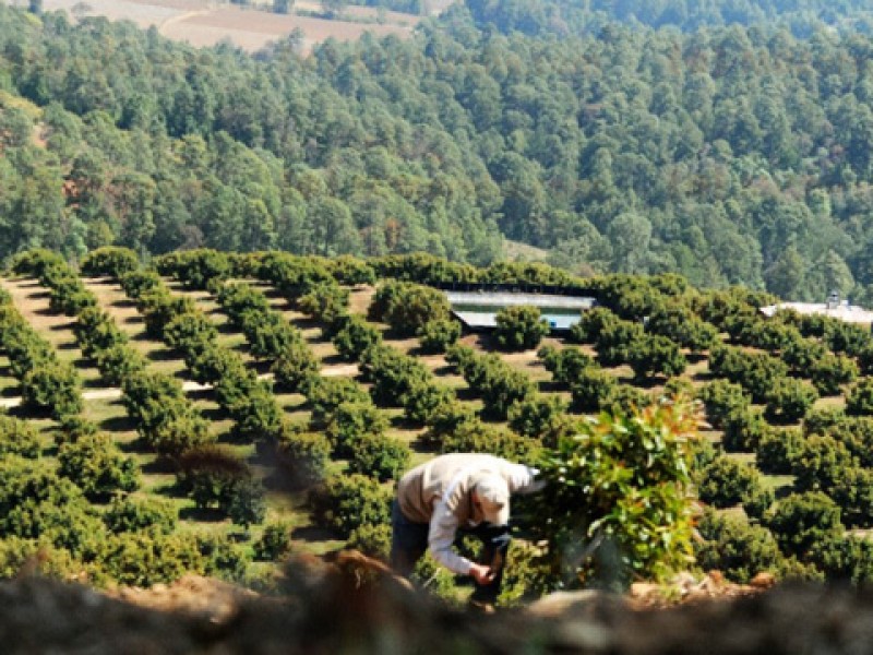 Necesaria certificación de huertas de aguacate en Michoacán