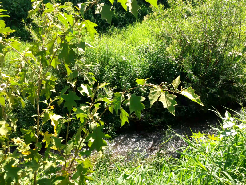 Necesaria limpieza del río Jiquilpan