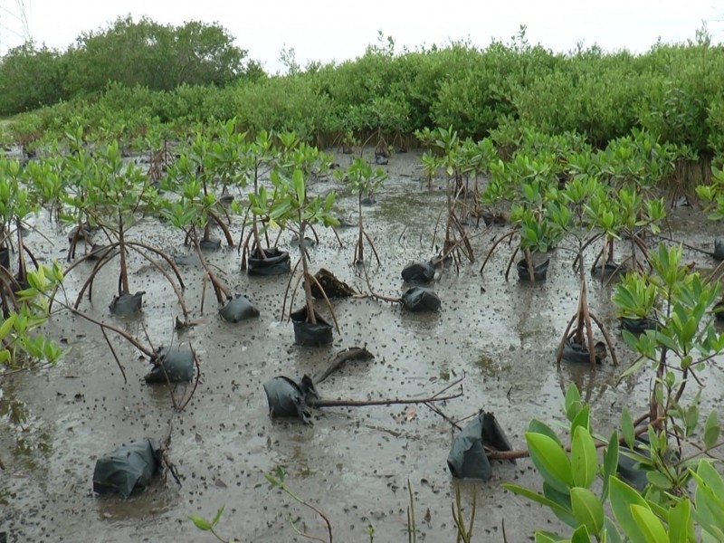 Necesario conservar y rescatar áreas de manglar en Tuxpan