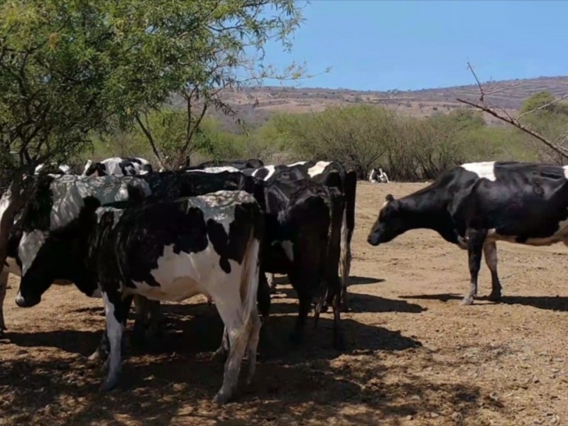 Necesario generar estrategias para atender mastitis bovina