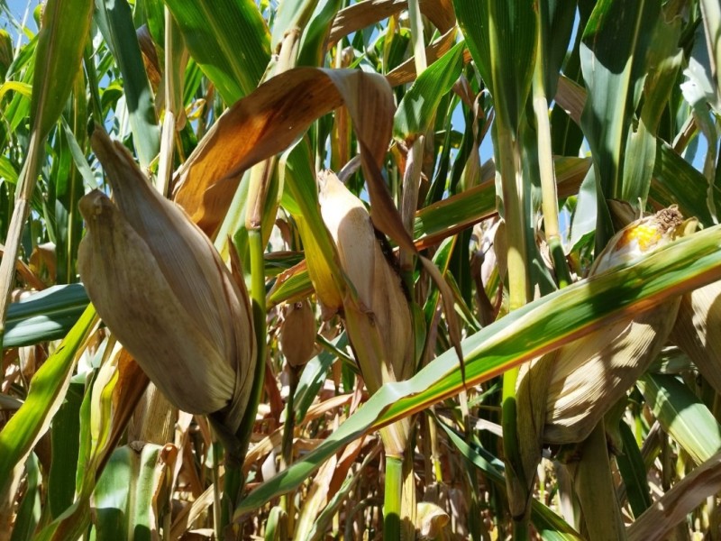Necesario incrementar superficie de cultivo para abastecer demanda de maíz