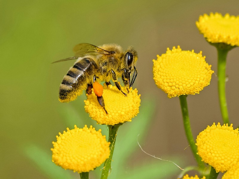Necesario preservar a las abejas