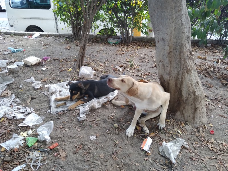 Necesario programa de esterilización eficiente para animalitos callejeros