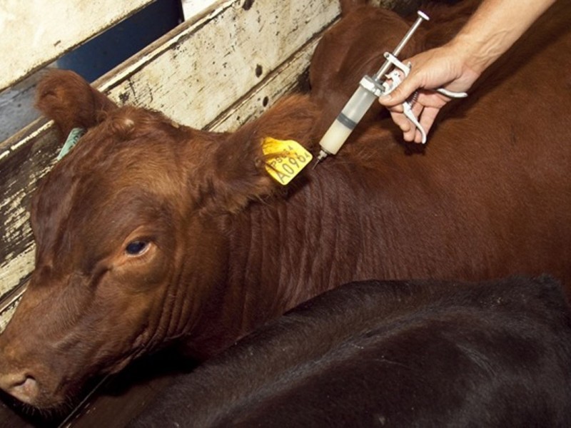 Necesario que ganaderos vacunen a sus animales