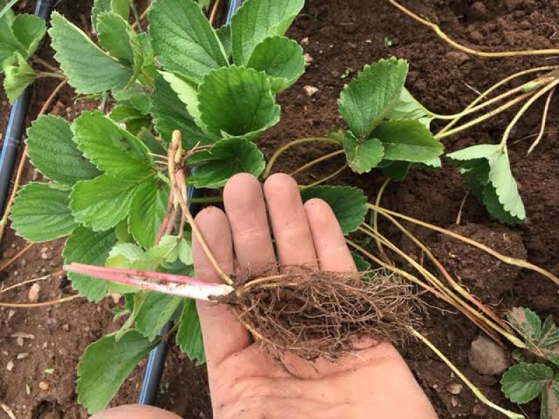 Necesario supervisar que planta madre cumpla con estándares de sanidad