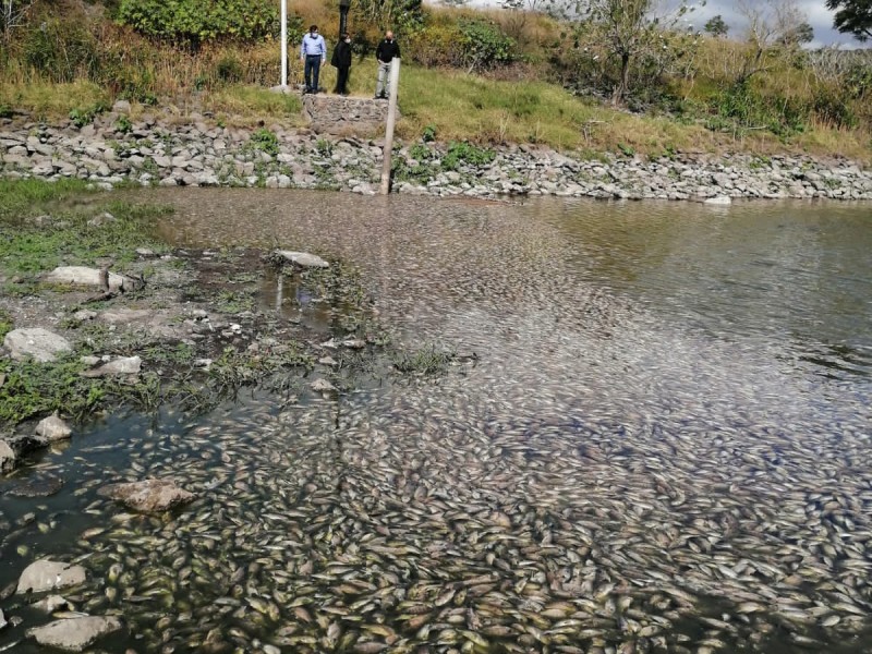 Necesarios estudios técnicos sobre causa de muerte de peces