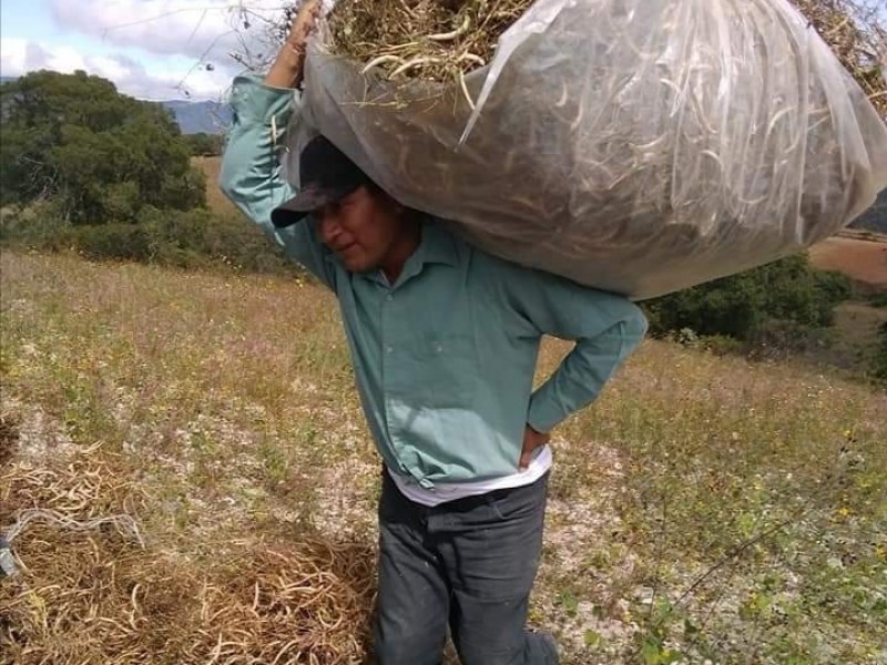 Necesidad de alimento dispara robo hormiga en campos agrícolas