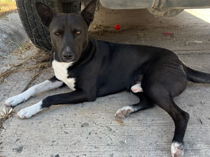 “Negrito” busca un hogar seguro, vecinos temen que lo sigan maltratando