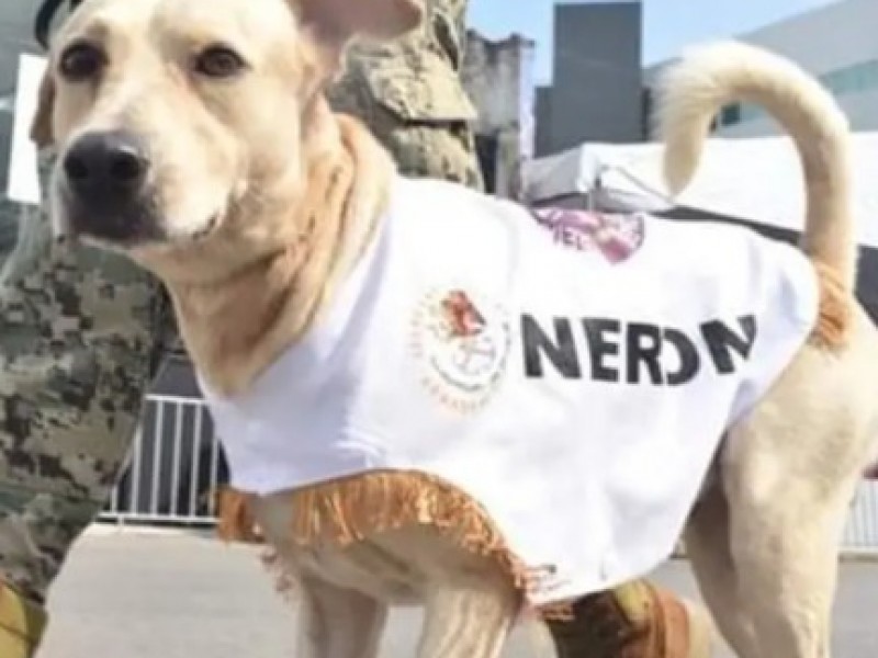 Nerón, perrito rescatado desfila en aniversario de la Revolución Mexicana