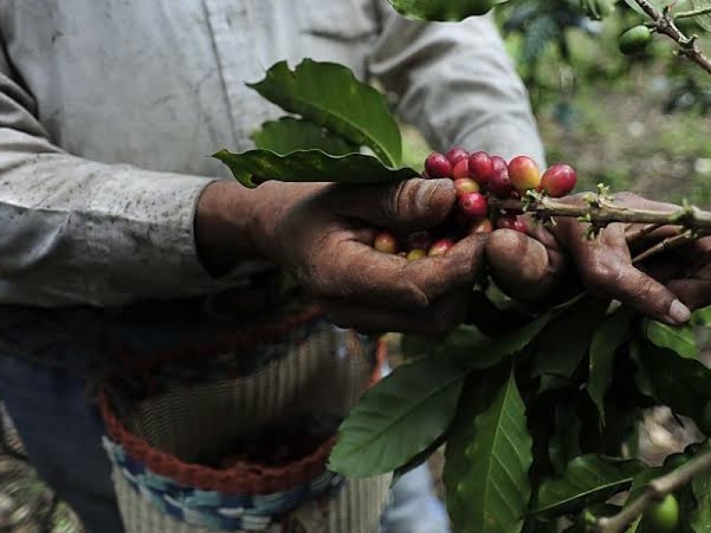 Nestlé pondría en riesgo calidad del café veracruzano