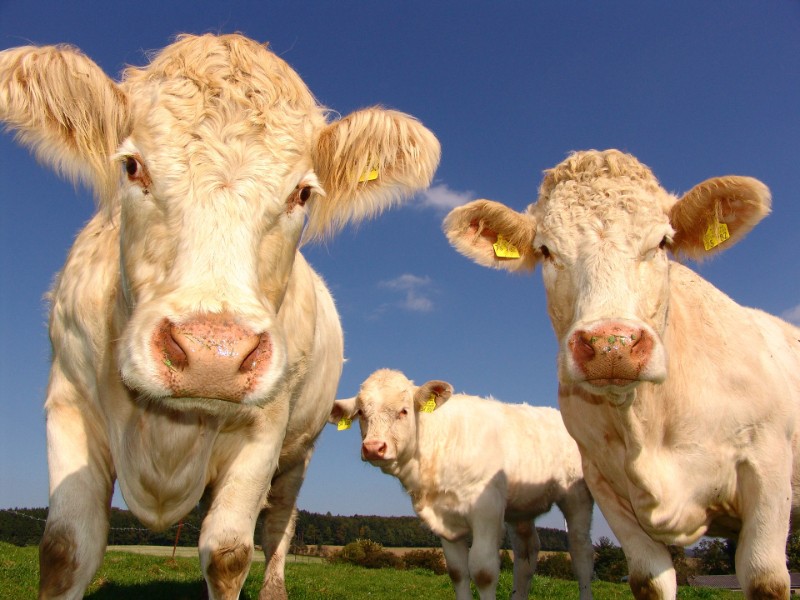 Ni el gusano barrenador puede con el campo mexicano