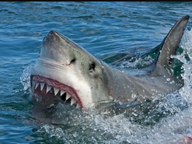 Ni los ataques de tiburón detendrán acceso a playas