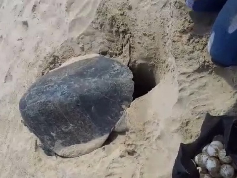 Nidos tortugueros en playa Linda sin protección