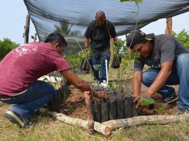 Niegan uso de glifosato en Programa Federal