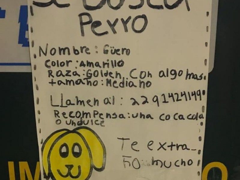 Niño veracruzano enternece las redes buscando a su perro