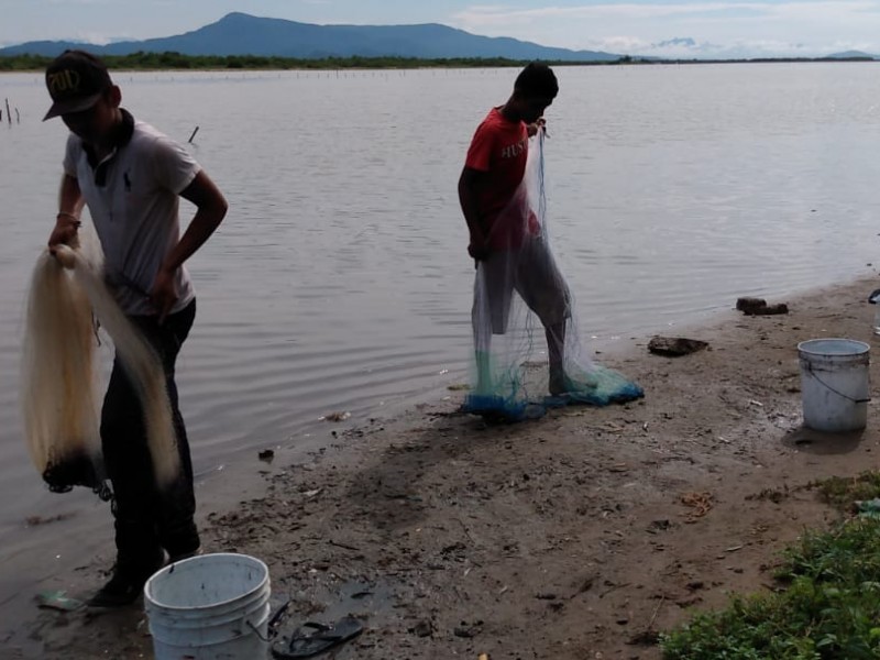 Niños inician capturas de camarón en Huizache-Caimanero en Rosario