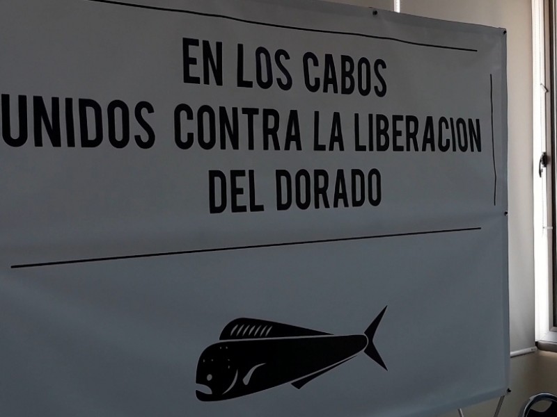 NO a la liberación del Dorado: Consejo Empresarial de LosCabos