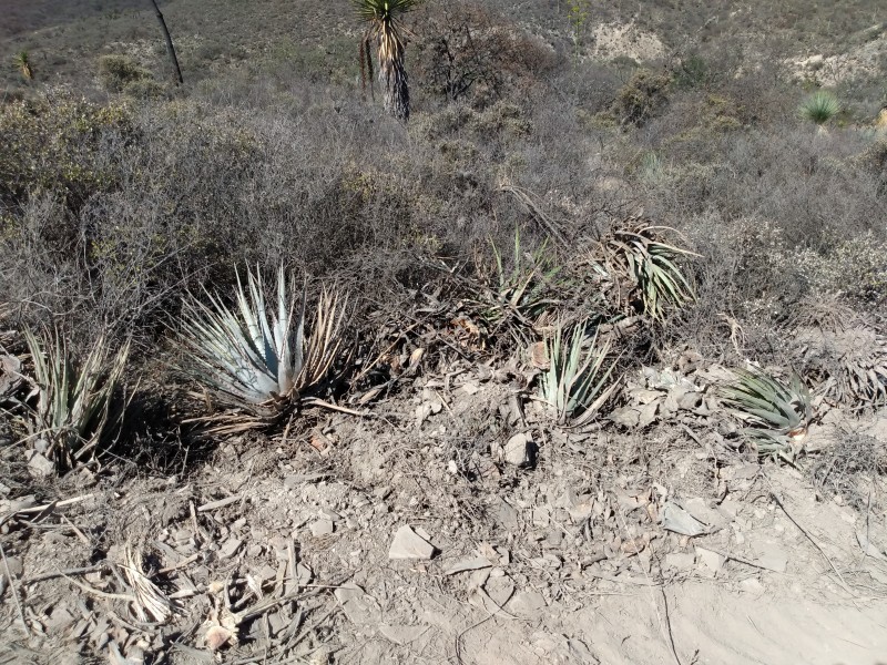 No aceptan autoridades que hay daño ecológico en obra