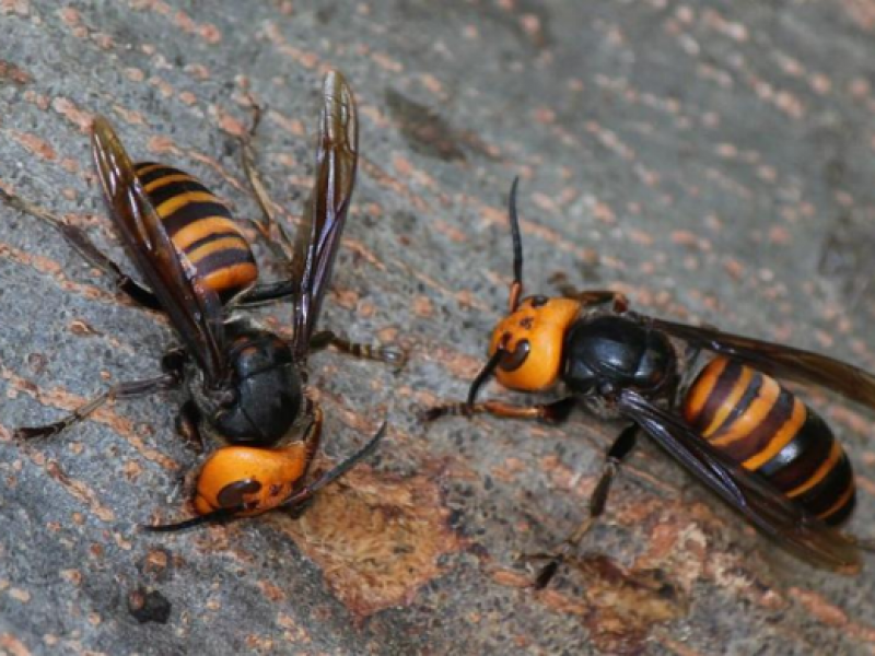 No consideran peligroso avispón gigante en Michoacán