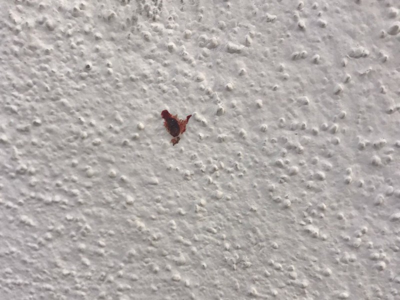 No encuentran evidencia de plaga de chinches en la Facultad de Derecho
