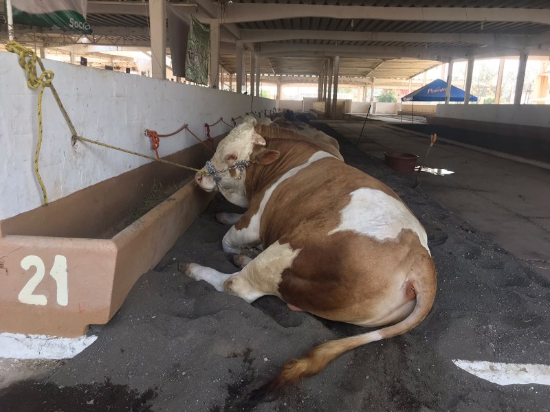 No es redituable la leche por el bajo costo: Ganadero