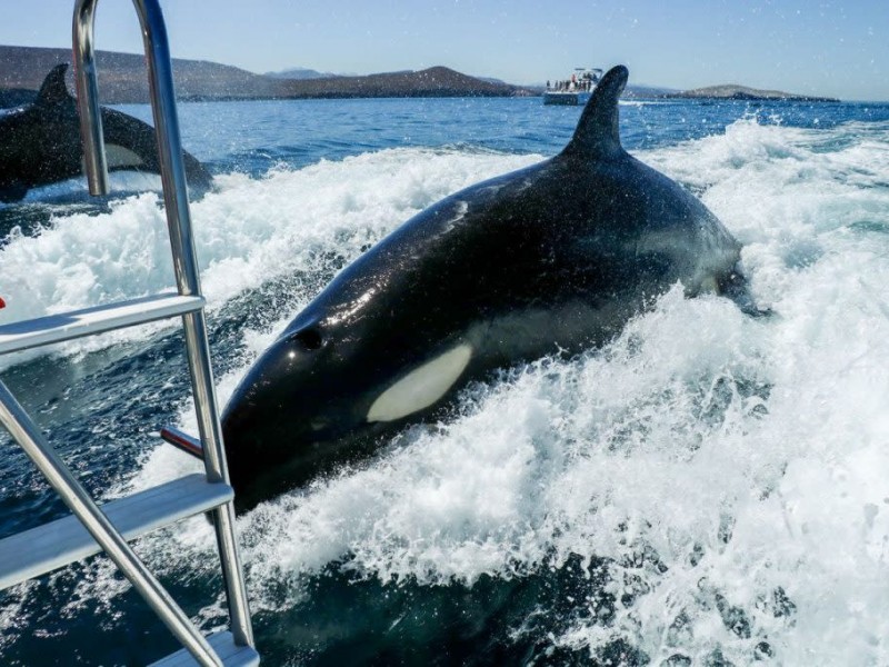 No esta permitido realizar actividades con orcas en BCS