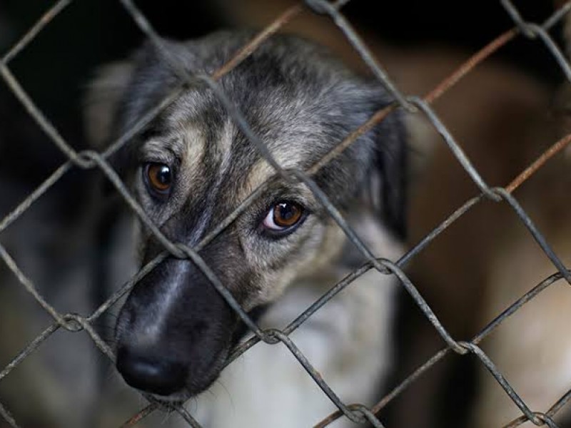 No esterilizar también es maltrato a mascotas; Helen Krebs