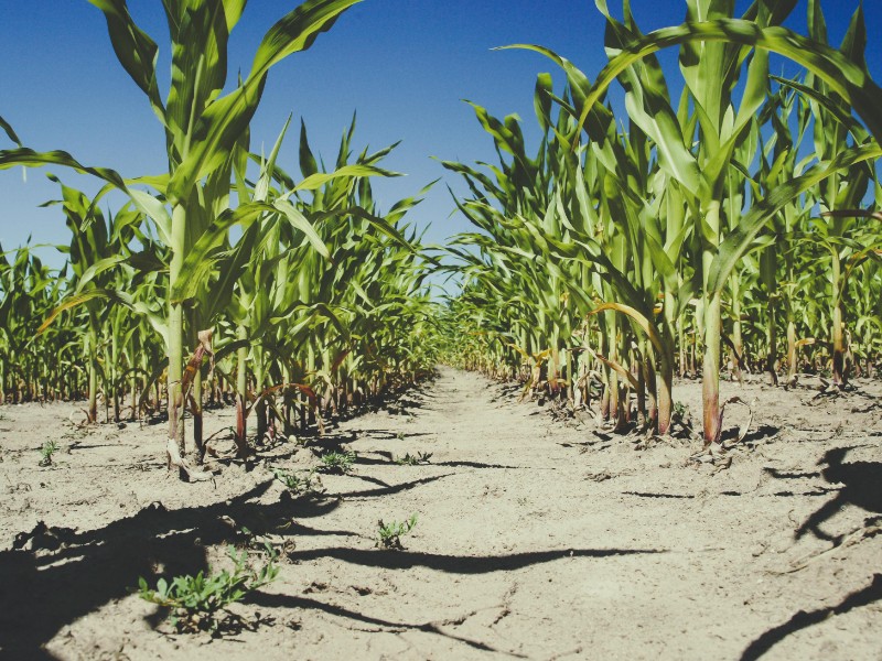 No existe una regulación para sembrar