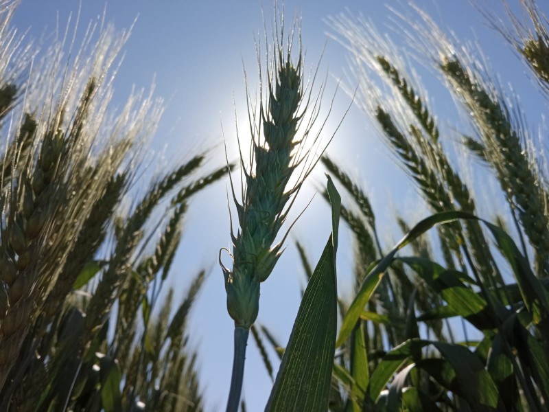 No habrá cambio de cultivos sin apoyos suficientes: productores