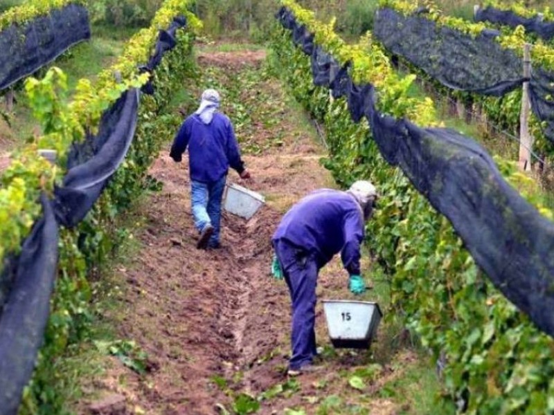 No han llegado apoyos federales para agricultores