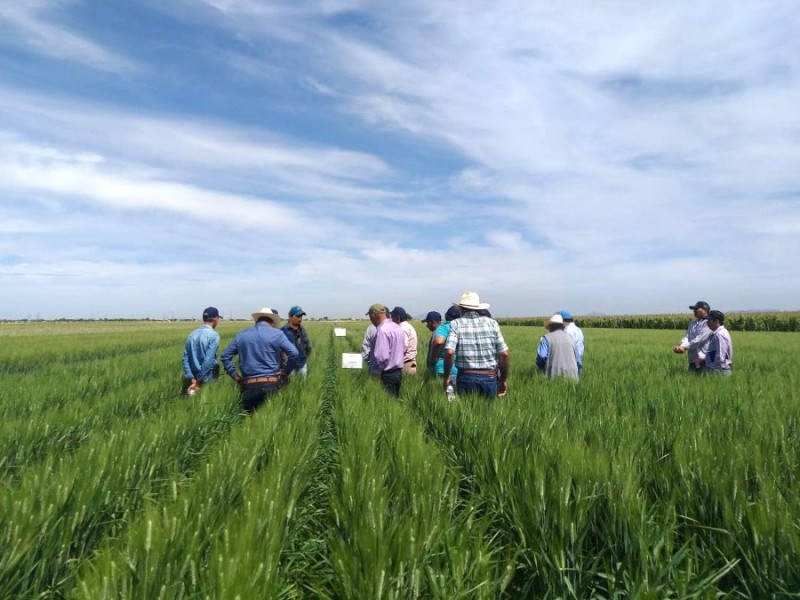 No han recibido ningún crédito de financieras: Agricultores Sinaloa