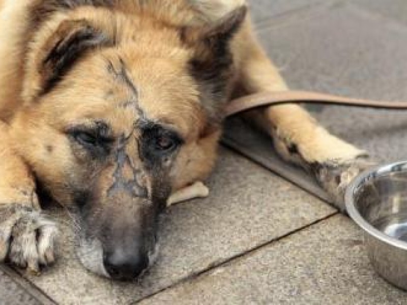 No hay apoyo del municipio, a protección animales en SLRC.