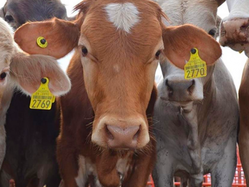 No hay apoyo para el campo aseguran productores