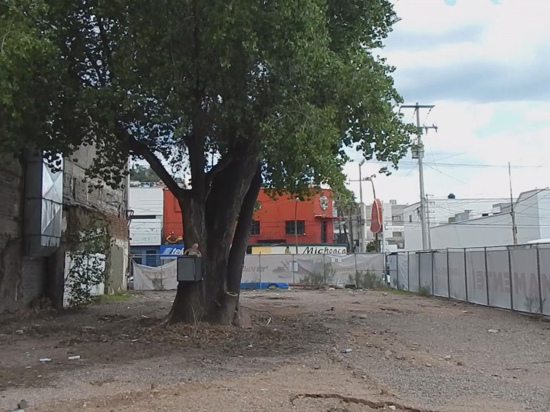 No hay permisos para derribar árbol centenario