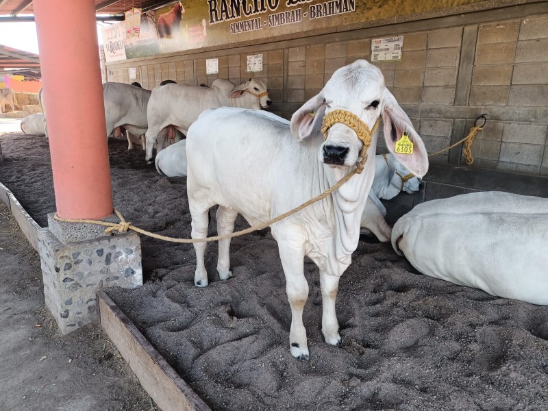 No hay registro de muerte de ganado por sequía: UGRS