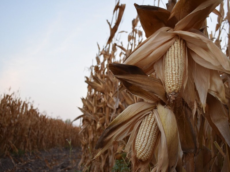 “No más atole con el dedo”: productores exigen certidumbre para el maíz