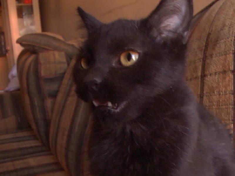 No otorgan en adopción a gatos negros en octubre