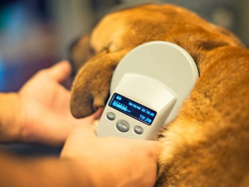 No se obligará a ponerles microchips a animales rescatados