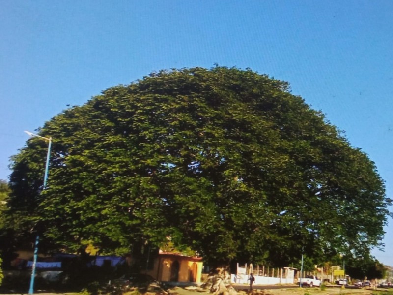 No se talará guanacastle de 150 años en Salina Cruz